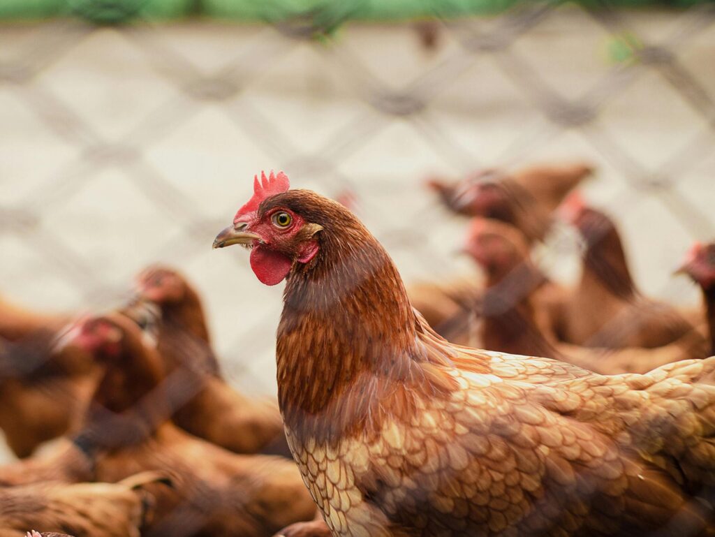 Close-up of free-range chickens in a rural farm, showcasing poultry life.