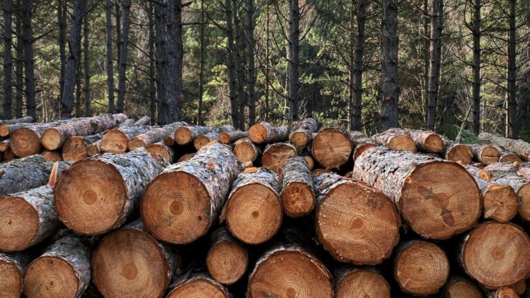 Pile of neatly stacked logs in a forest, suitable for natural resource themes.